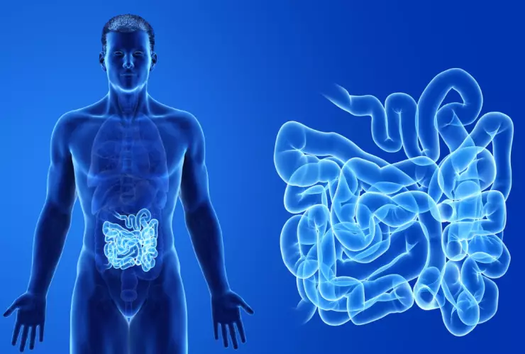 Estudio revela que es posible entrenar la mucosa intestinal para evitar complicaciones que derivan en diabetes y obesidad.