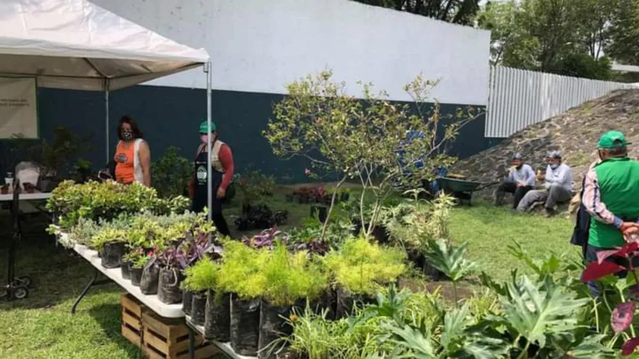 plantas_sedema.jpg