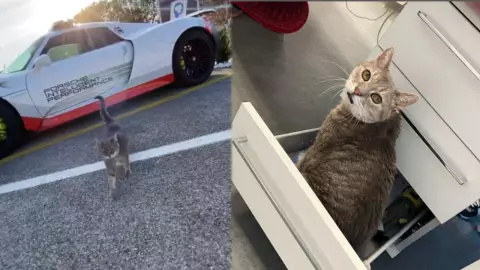 Muere Formulino; gatito que daba suerte a pilotos de la Fórmula 1
