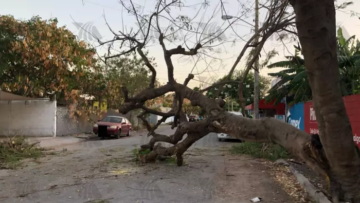 ¡Atención! Reportan caída de ENRORME árbol en calles del norte de Mérida