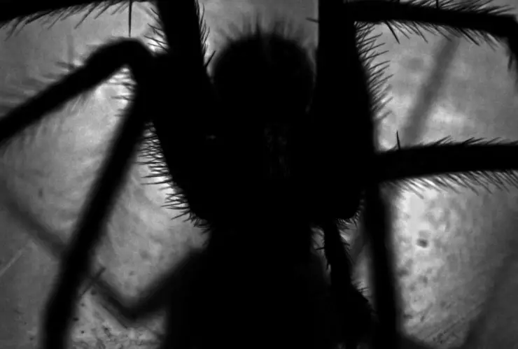 Cuídate de estos 3 insectos ponzoñosos en Aguascalientes