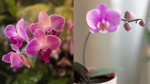 El método infalible de jardinería para salvar orquídeas de morir.png