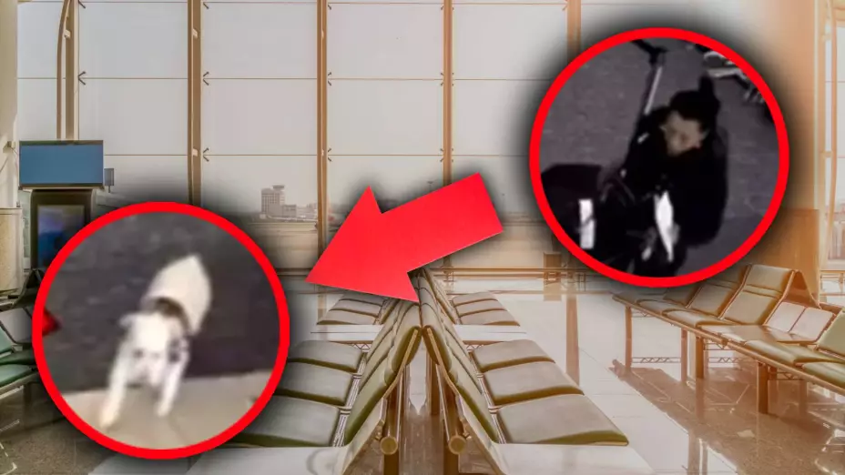 Mujer mata a su perro en el aeropuerto al no poder abordar el avión con él y el caso se vuelve viral.jpg