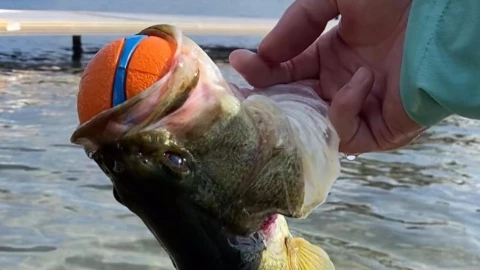pez gana pelota perrito