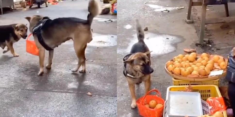 perrito manzanas mercado