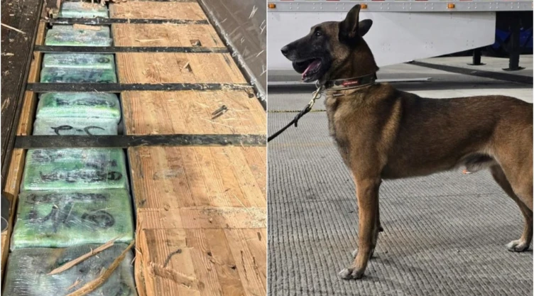 Perro detecta cargamento de droga oculto en camión en Tijuana.
