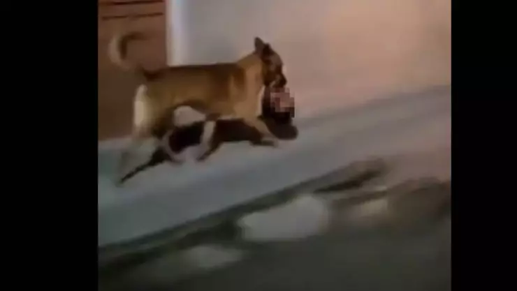 Perro paseando con cabeza humana.jpg