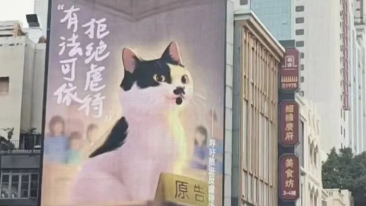 maltrato de gatos en china.jpg