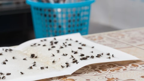 Así puedes acabar con las moscas en tu casa con el mejor remedio casero