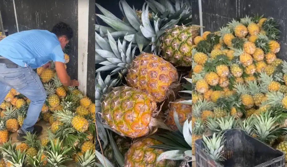 ¿Por qué incrementó la producción de piña en Ciudad Isla y cuánto cuesta?