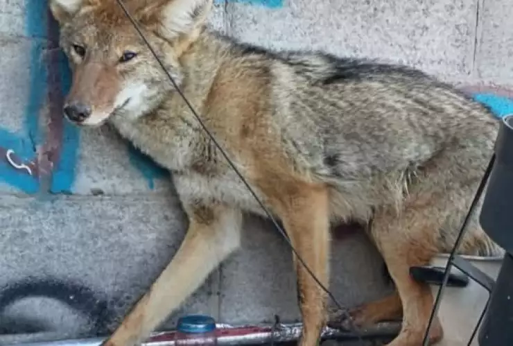 coyote ciudad juárez