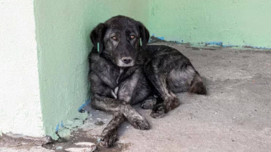 Maltrato animal Ciudad Juárez.png