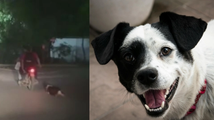 Video perrito arrastrado en Jalpa de Méndez ¿maltrato animal en Tabasco?