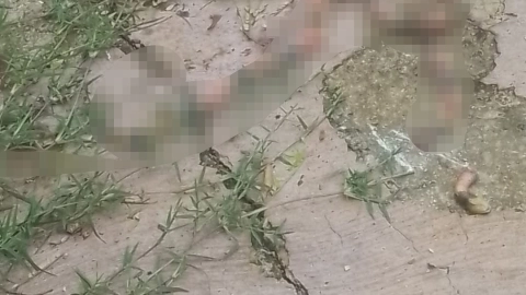 Avistamiento de serpiente coralillo pone en ALERTA a habitantes de Peto; así reaccionó la gente