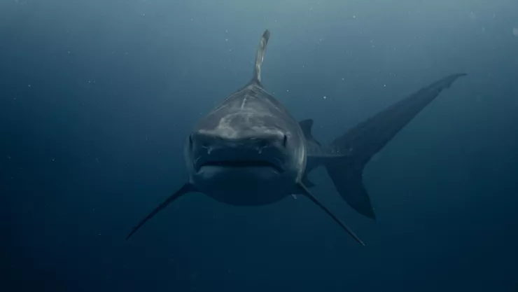 Brutal ataque de tiburón deja gravemente herido a surfista.jpg