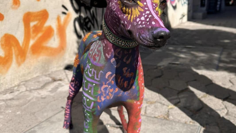 Xoloitzcuintle Noa