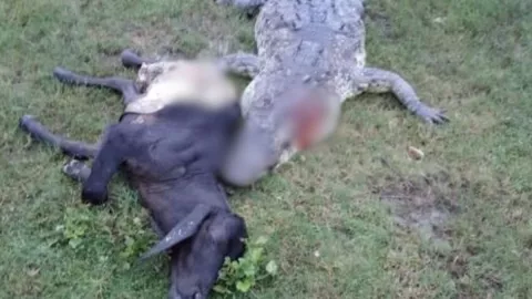 Cocodrilo devora ganado al sur de Veracruz