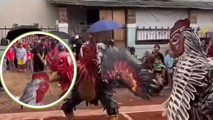 Pelea de gallos therian (2).jpeg