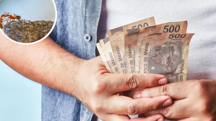 Gastos hormiga que hacen los tijuanenses en 2025 ¿Qué son, cómo identificarlos y eliminarlos?