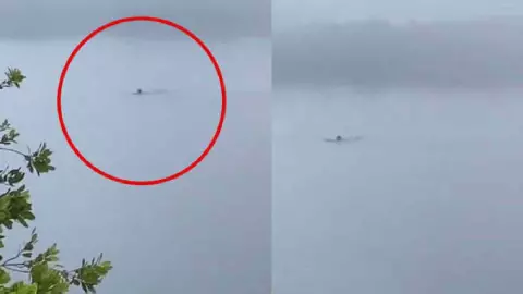 VIDEO_ Joven nada con cocodrilo en Tamaulipas y queda herido; quería emociones fuertes