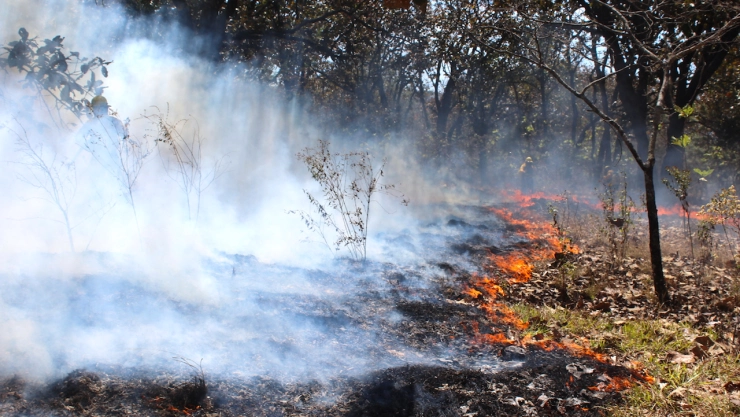 Tan sólo hasta la semana pasada, las autoridades informaron que en el país se registraron 2,097 incendios forestales en 29 estados, dañando a más de 43 mil hectáreas. Imagen: Conafor