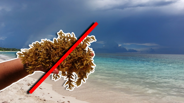 Estas son las playas sin sargazo en Quintana Roo HOY 21 de octubre de 2025_ De Holbox, Cancún, Playa del Carmen, Tulum a Xcalak.jpg
