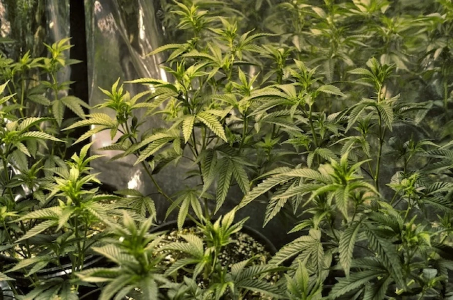 Estado ha sido omiso en brindar derecho a la salud a los usuarios de drogas