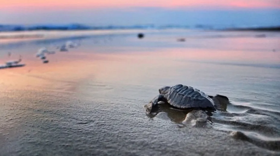 Visit Nayarit (2).jpg