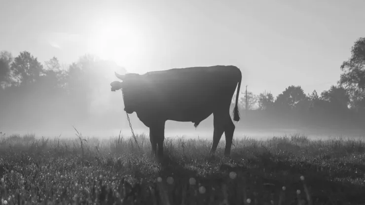 ¡Por ‘culpa’ de una vaca! Policía en Reino Unido fue sancionado; ¿cuál fue su delito?