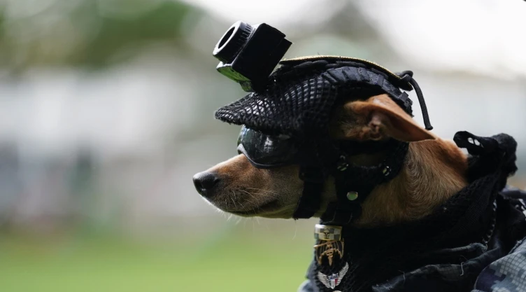 El perro Comando, ha conquistado con ternura a la Guardia Nacional de México
