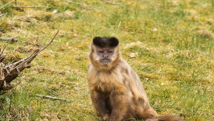 mono san sebastian aparicio.