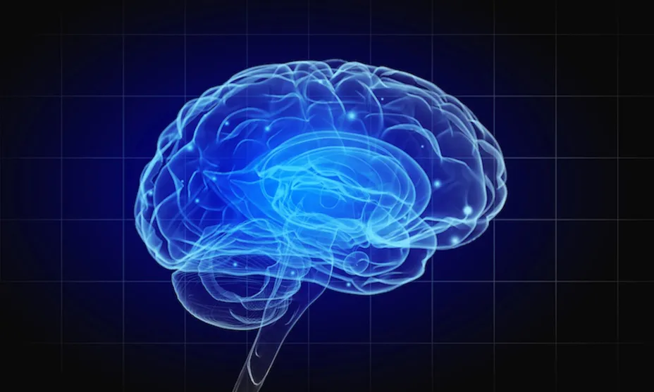 Cerebro Humano Sergey Nivens.jpg