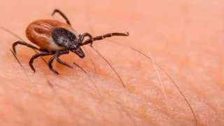 Se registra la muerte de dos menores por Rickettsia