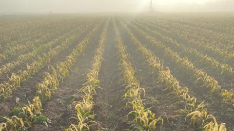 Maíz- heladas en Sinaloa