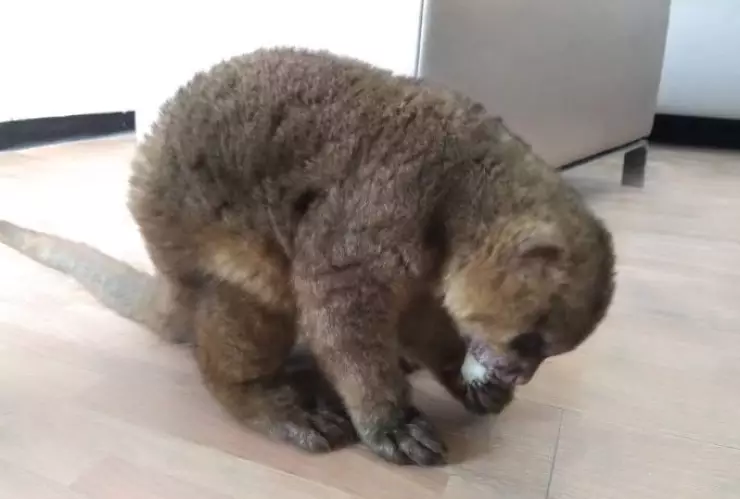 Martucha animal PROFEPA.jpeg