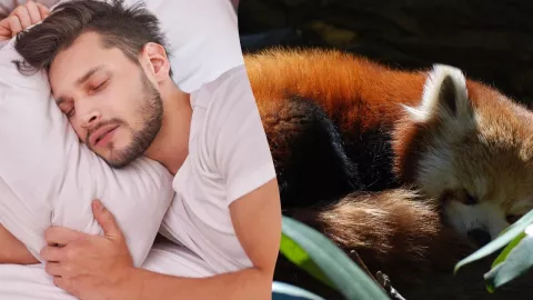 Este es el animal que más duerme en el mundo