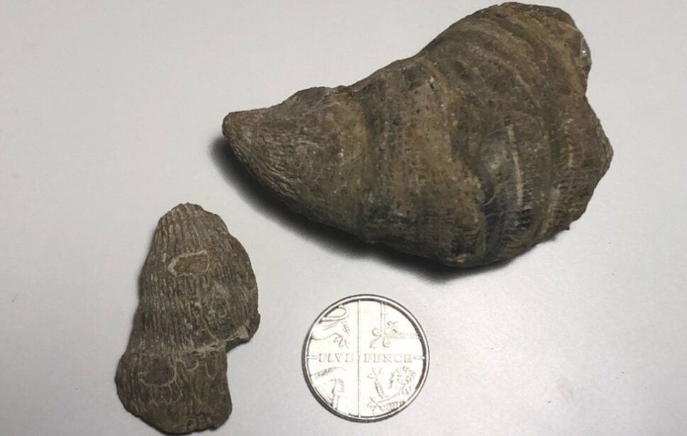 Un niño británico de 6 años realizó el hallazgo de un fósil (coral cuerno) de 480 millones de años.