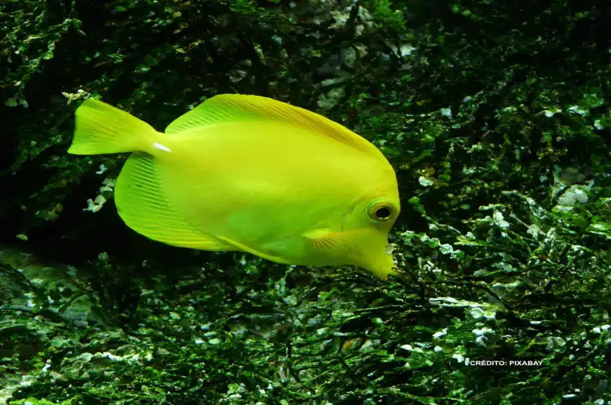 buscando-a-nemo