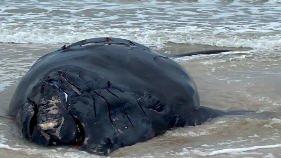 Ballena muerta_AP.jpg
