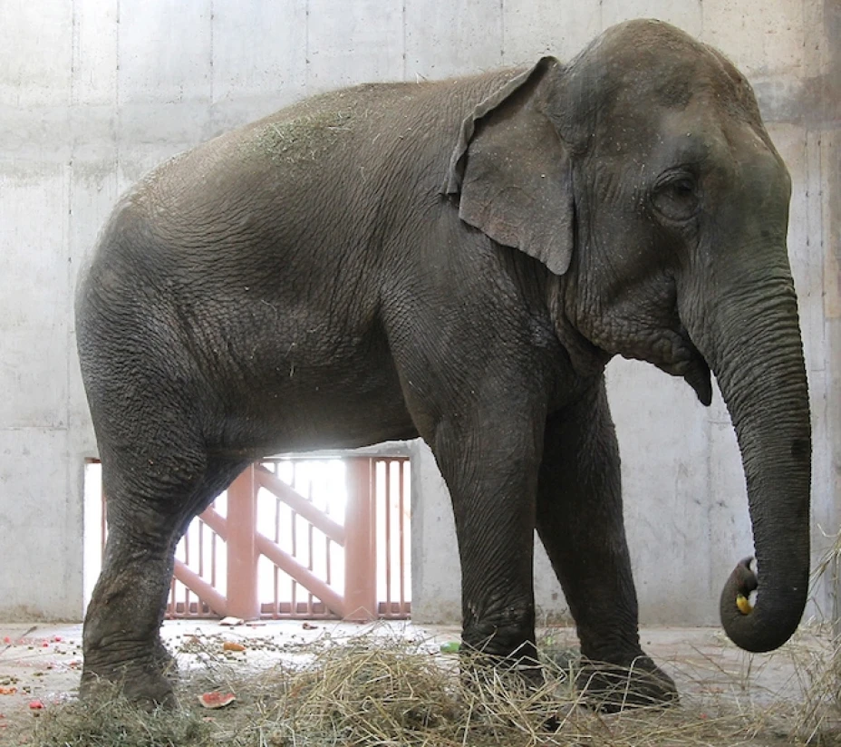 Elefante Benny