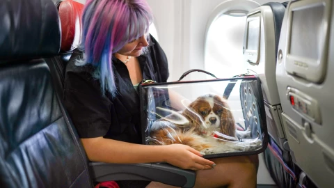Estos son los requisitos de las aerolíneas para que viajes con tus mascotas en cabina -1.jpg