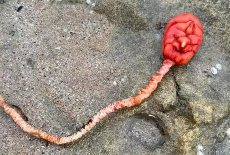 Tulipan de mar en Australia