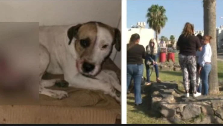 Perro cola machete.jpg