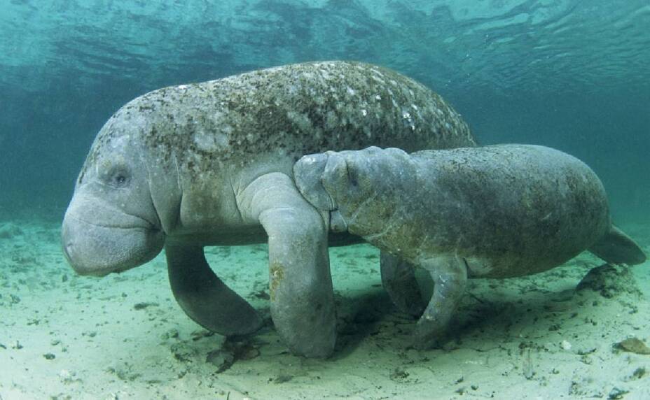 MATANÍS FAUNA MARINA EN QUINTANA ROO