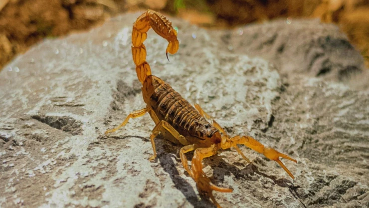 Alacranes más venenosos en México ¿Cuáles son sus características?