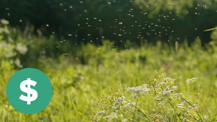 _Addition Hills, Filipinas, paga por atrapar mosquitos para erradicar el dengue.png