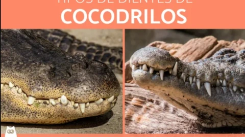 caiman-invade-pista-base-fuerza-aerea-florida-video-dientes
