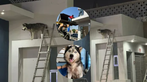 Perro se queda atrapado en el techo de una gasolinera en Bacurimí, en Culiacán. .jpg