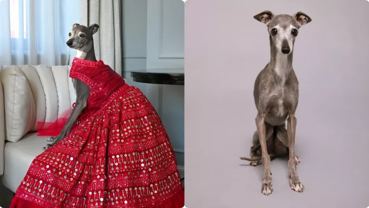 fallece Tika, la Iggy, la perrita influencer más famosa del mundo.jpg