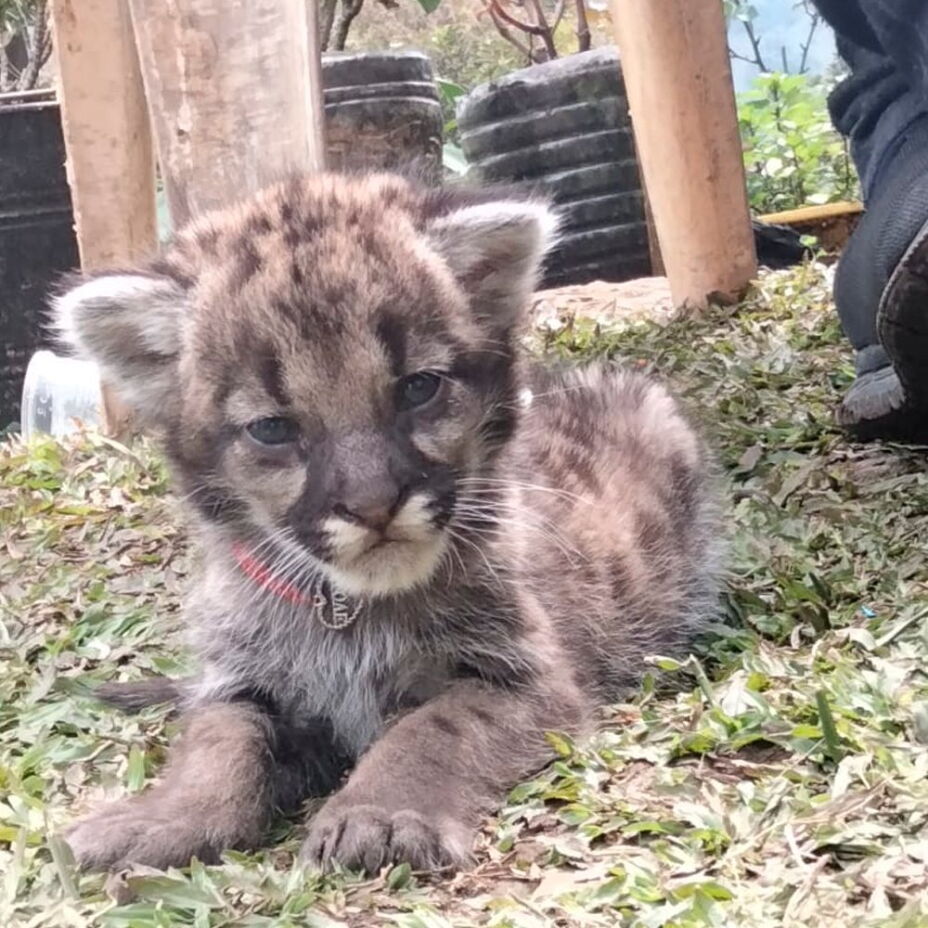 conoce-al-puma-concolor-la-especie-que-profepa-rescat-en-hidalgo